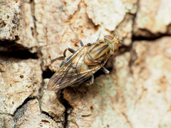 Brachyopa vacua