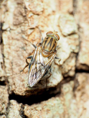Brachyopa vacua
