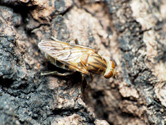 Brachyopa vacua