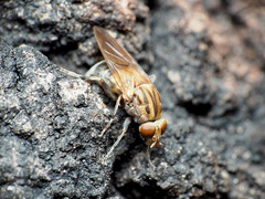 Brachyopa vacua
