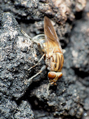 Brachyopa vacua