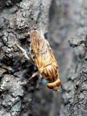 Brachyopa vacua