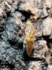 Brachyopa vacua
