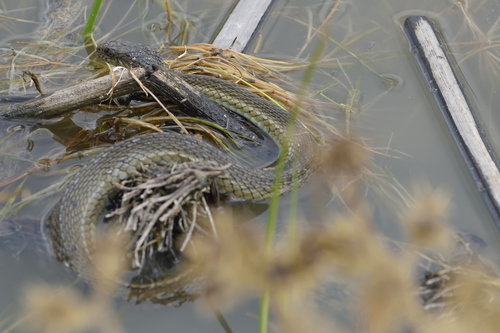 Photo of a Blackbelly Garter Snake (Thamnophis melanogaster)