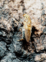 Brachyopa vacua