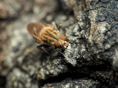 Brachyopa vacua