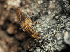Brachyopa vacua