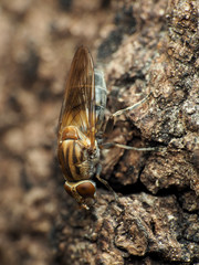 Brachyopa vacua