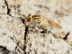 Brachyopa vacua
