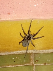 Centroctenus brevipes