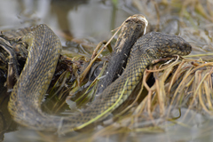 Thamnophis melanogaster