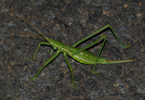 Predatory Bush-cricket