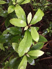 Alseuosmia macrophylla