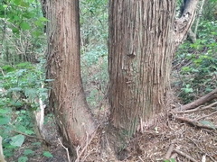 Podocarpus totara