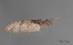 Sympherobius amiculus