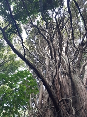 Podocarpus totara
