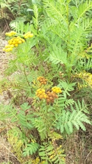 Tanacetum vulgare