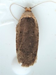 Agonopterix canadensis