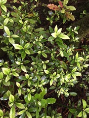 Alseuosmia macrophylla