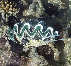 Tridacna noae
