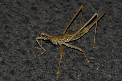 Predatory Bush-cricket