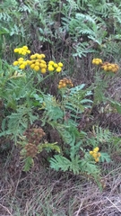 Tanacetum vulgare