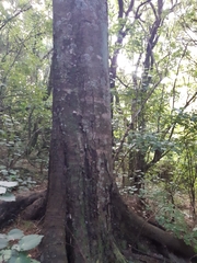 Dacrycarpus dacrydioides