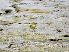 Setophaga petechia rhizophorae