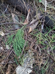 Dacrycarpus dacrydioides