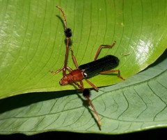 Compsocerus