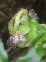 Scolypopa