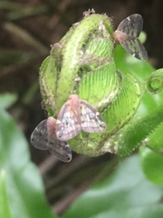 Scolypopa