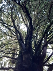 Dacrycarpus dacrydioides