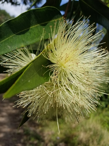Syzygium jambos iNat (1)
