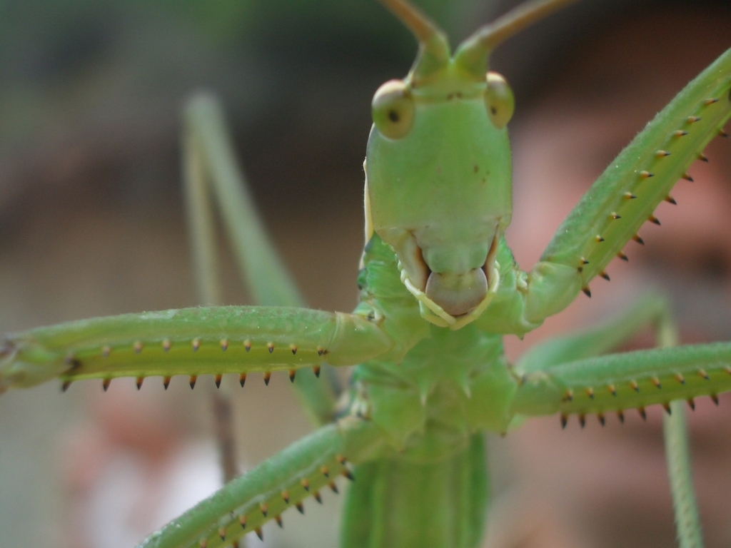 Common Predatory Bush-cricket