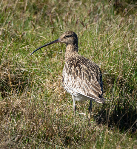 Zarapito real (Numenius arquata)