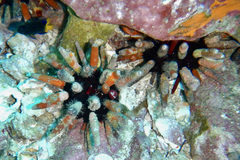 Eucidaris galapagensis