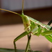 Predatory Bush-Cricket - Photo (c) Sylvain Gamel, some rights reserved (CC BY-NC)