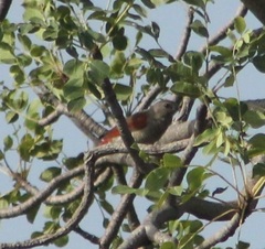 Pytilia phoenicoptera