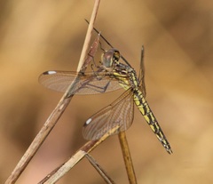 Palpopleura