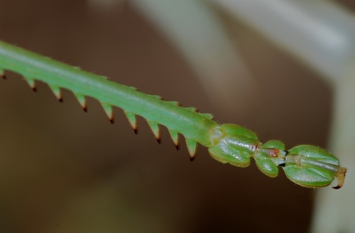 Predatory Bush-cricket