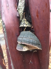 Phellinus arctostaphyli