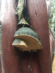 Phellinus arctostaphyli