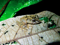 Pristimantis appendiculatus