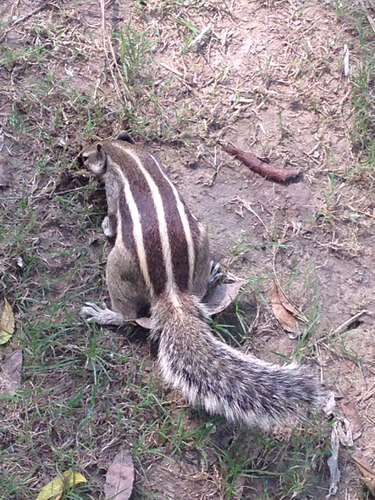 Five-striped Palm Squirrel