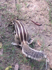 Northern Palm Squirrel photo 5
