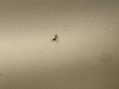 Tapinoma melanocephalum