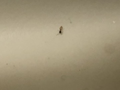 Tapinoma melanocephalum