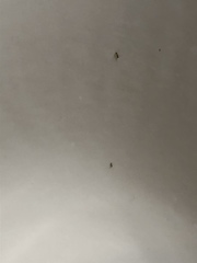 Tapinoma melanocephalum