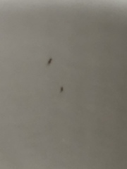 Tapinoma melanocephalum